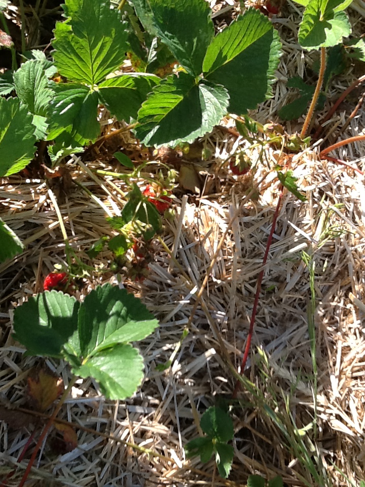 photo strawberries up close